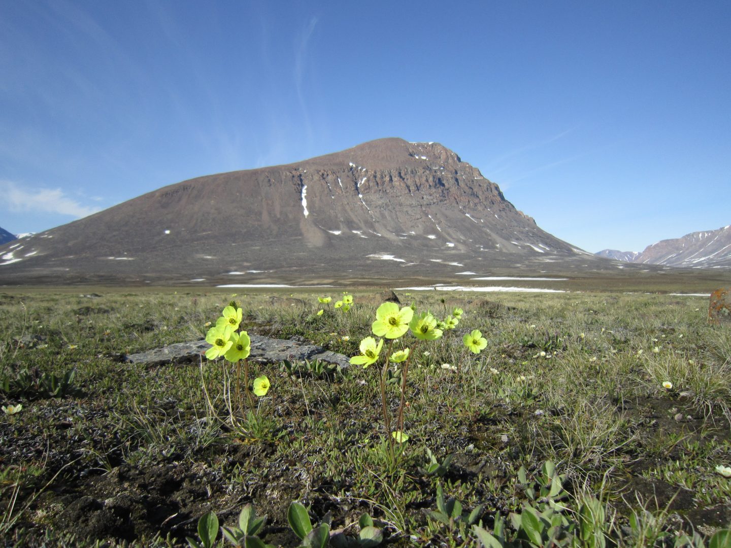 Valmuer i nærheden af forskningsstationen Zackenberg i Nordøstgrønland. Foto: Katrine Raundrup.